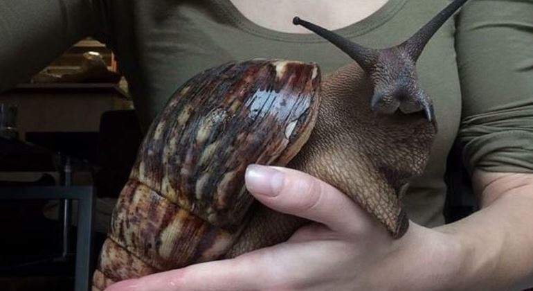 Caracoles africanos azules, ¿mascotas exóticas o peligrosas?